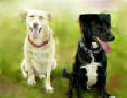 BUCHANANFPC PHOTO (RENEGADE AND KING ARTHUR, SERVICE CANINES)